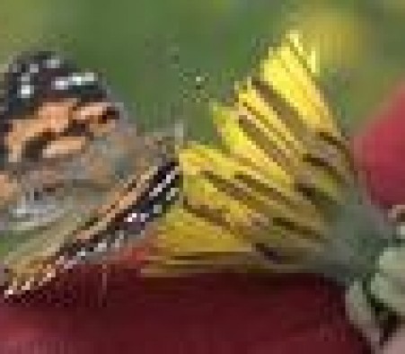 Lâché de papillons par les « 3R »
