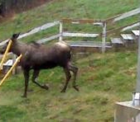 Visite inatendue au Centre des Grands-Vents