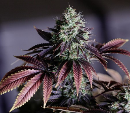 Connaissez-vous bien le droit en matière de cannabis à Terre-Neuve et au Labrador?