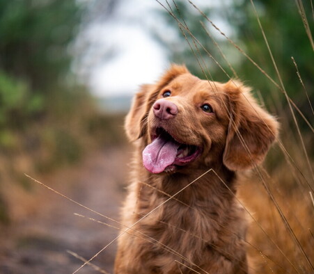 À partir du 28 septembre 2022, l'importation de chiens en provenance de plus de 100 pays sera interdite à Terre-Neuve-et-Labrador