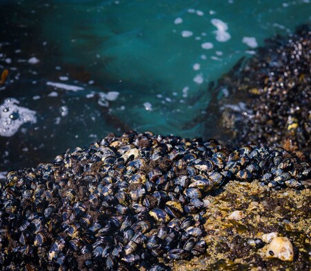 Le comité consultatif sur le statut des espèces à Terre-Neuve-et-Labrador recherche un nouveau membre