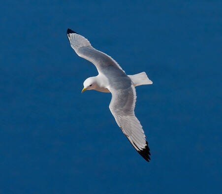 3 chasseurs de la côte ouest de Terre-Neuve, condamnés à 15,000 dollars d'amende pour détention de mouettes tridactyles