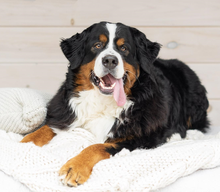 Donnez votre avis sur la loi sur la santé et la protection des animaux jusqu'au 29 mai 2022